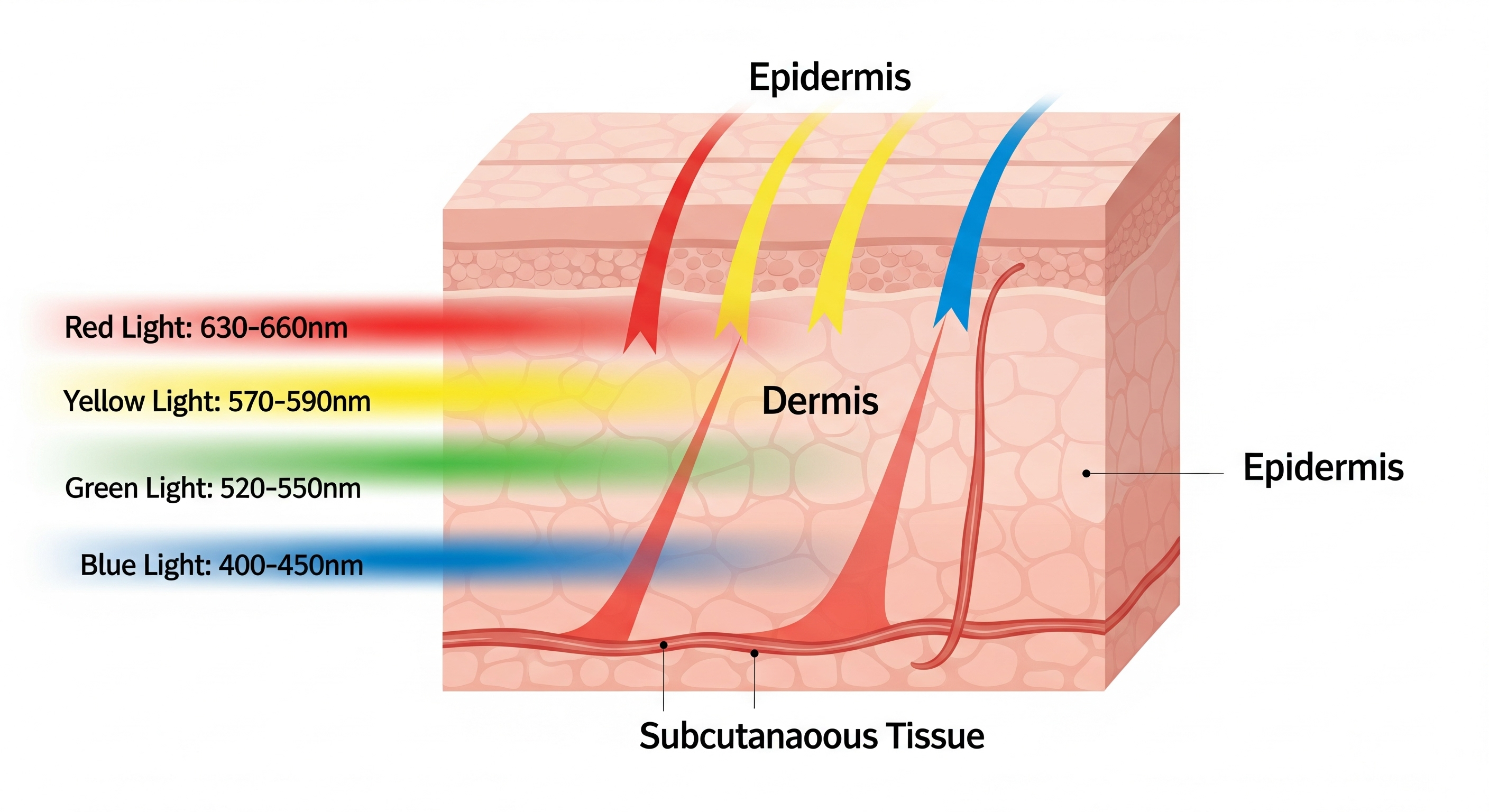 Diagram showing wavelengths penetrating different skin layers